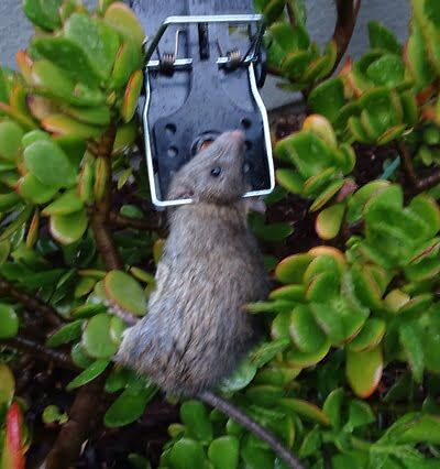 mouse trapping