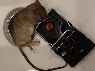 rodent trapping